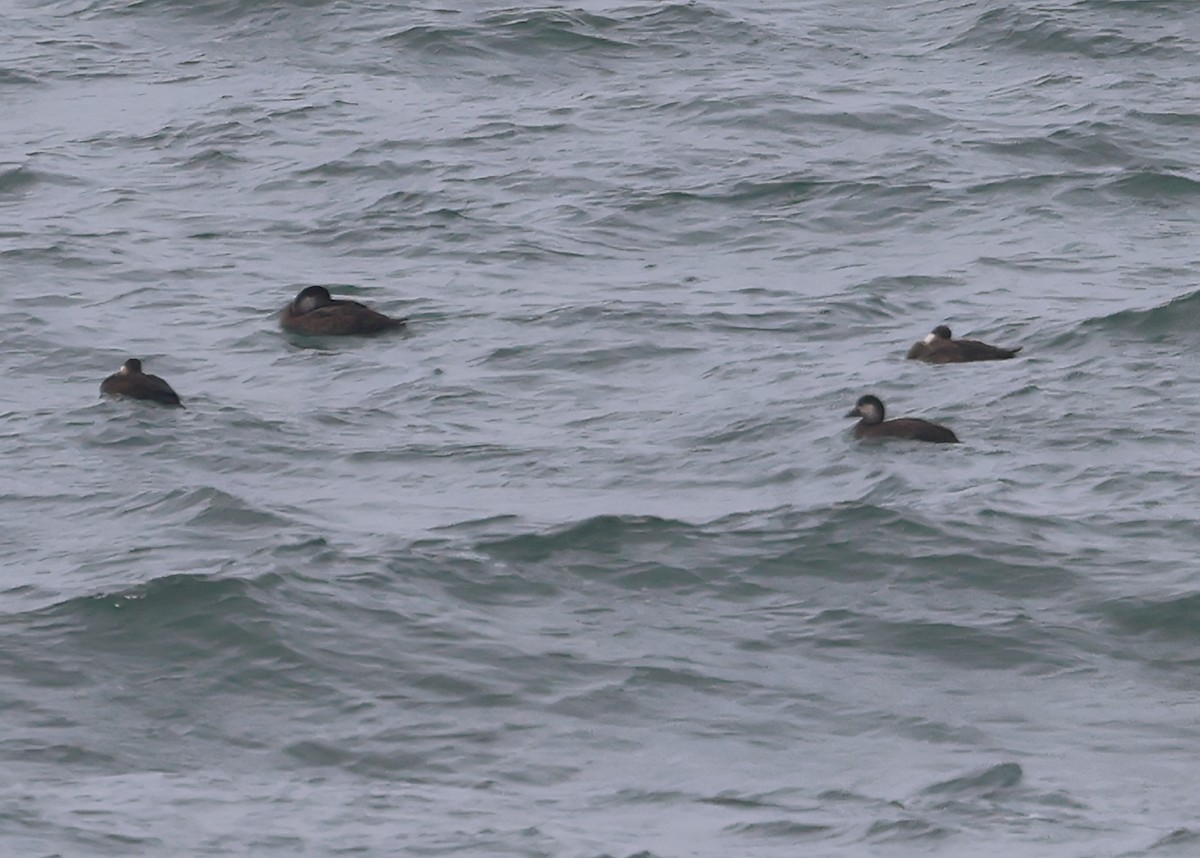 Ahatebeltz eurasiarra - ML645730687