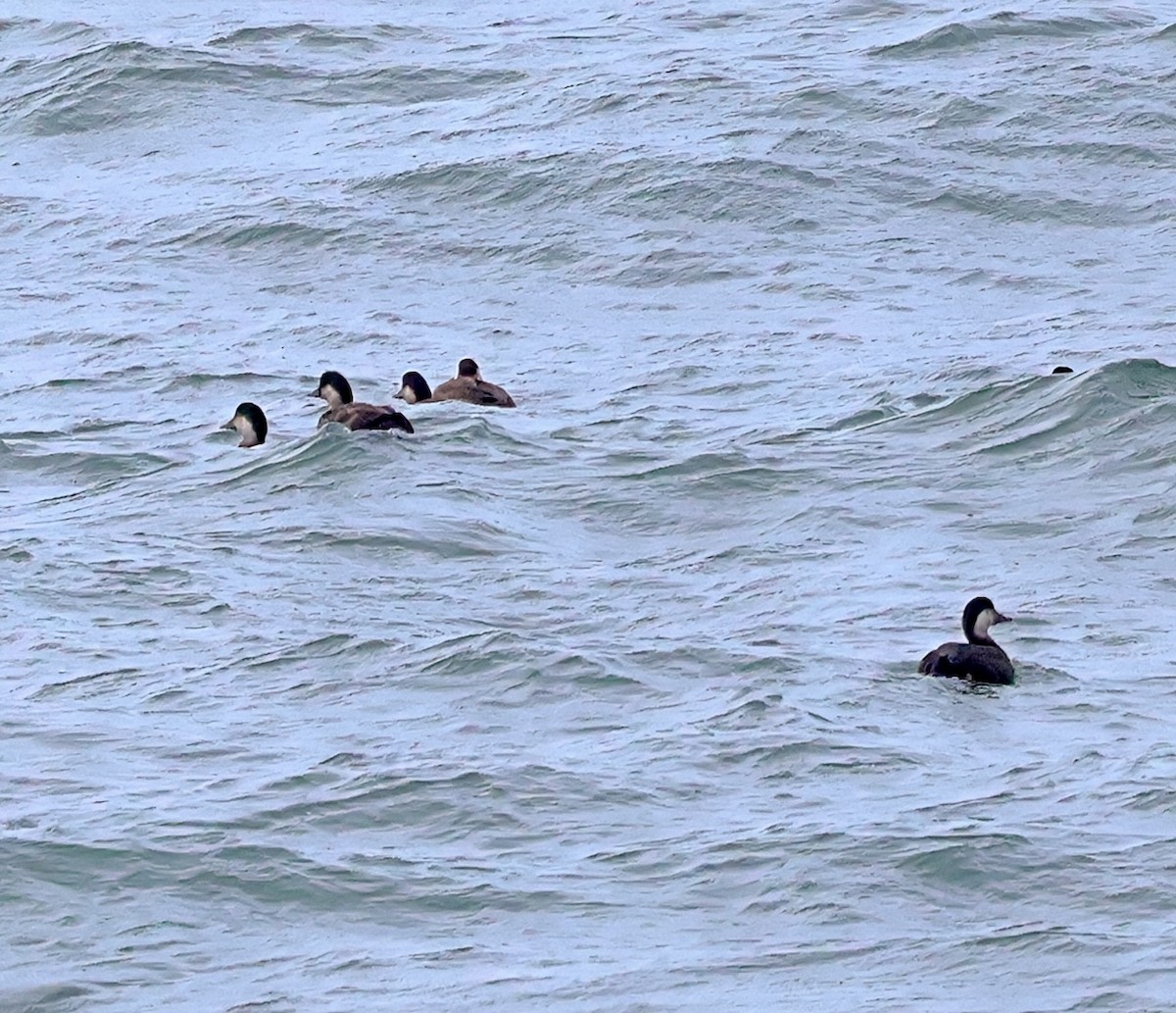 Ahatebeltz eurasiarra - ML645730688