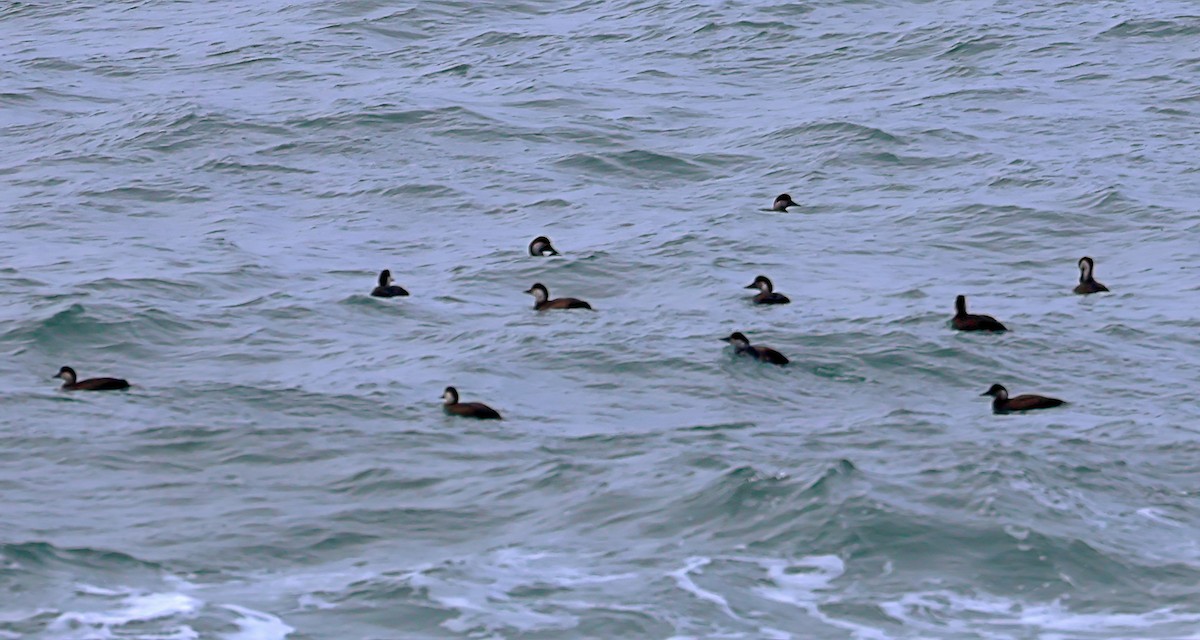 Ahatebeltz eurasiarra - ML645730691