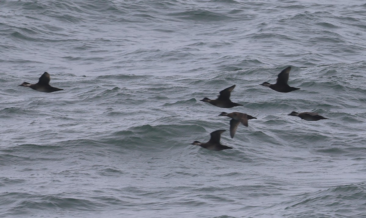 Ahatebeltz eurasiarra - ML645730692