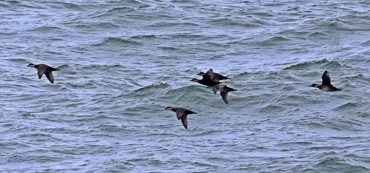 Ahatebeltz eurasiarra - ML645730693