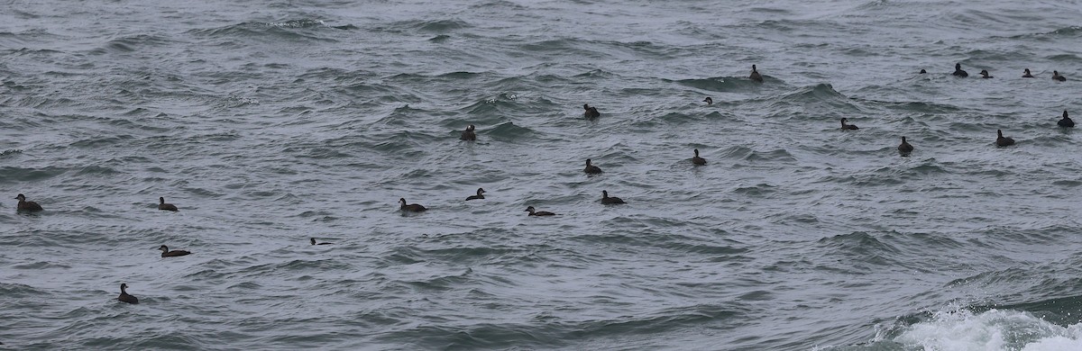 Ahatebeltz eurasiarra - ML645730694