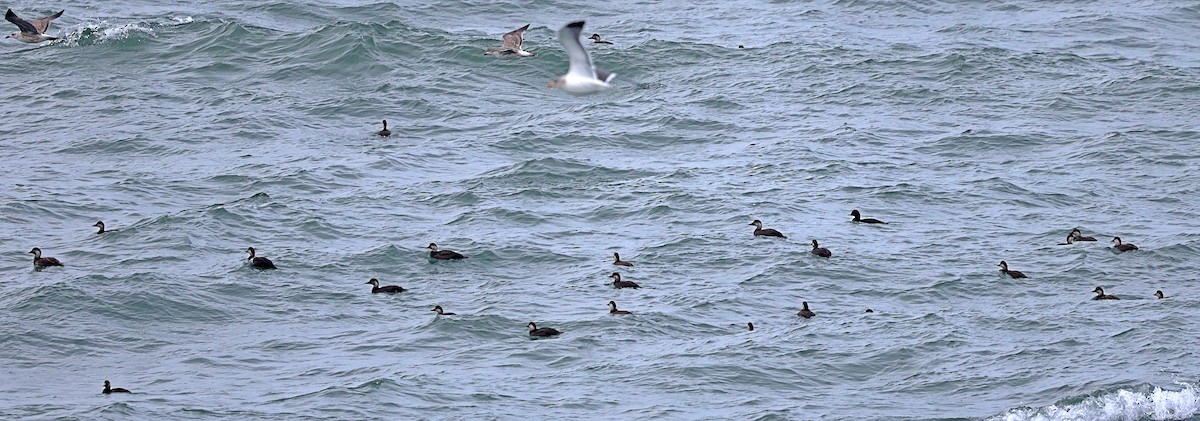 Ahatebeltz eurasiarra - ML645730695