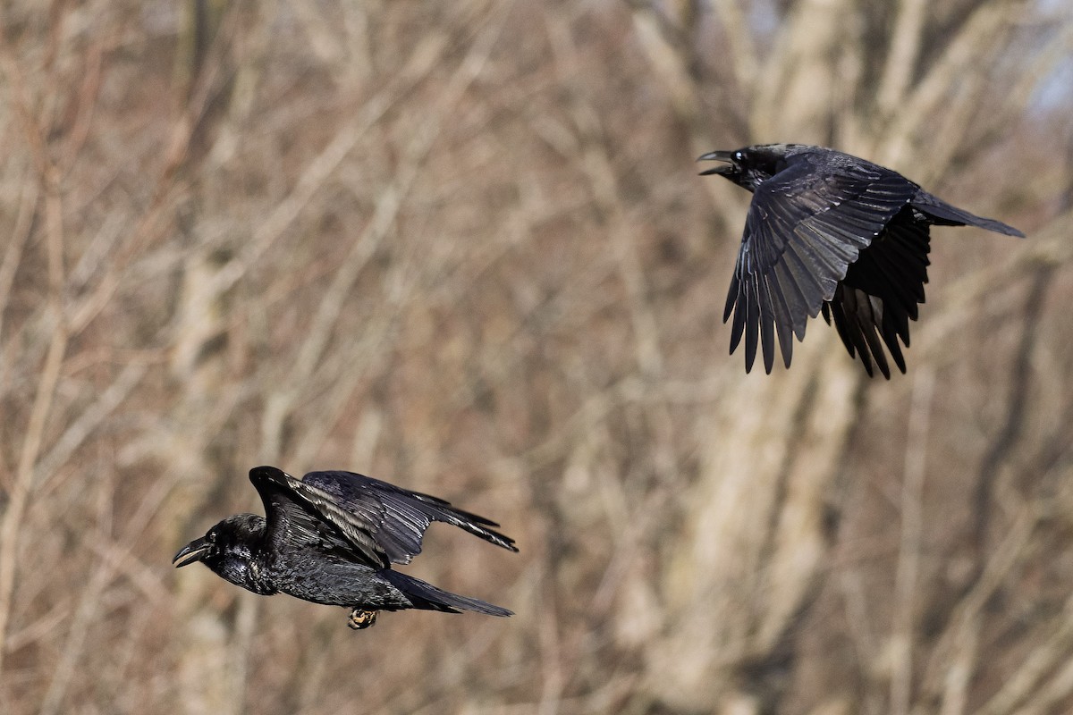 עורב שחור - ML645730697