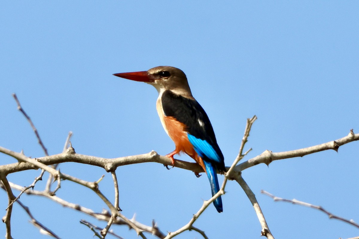 Martin-chasseur à tête grise - ML645730699