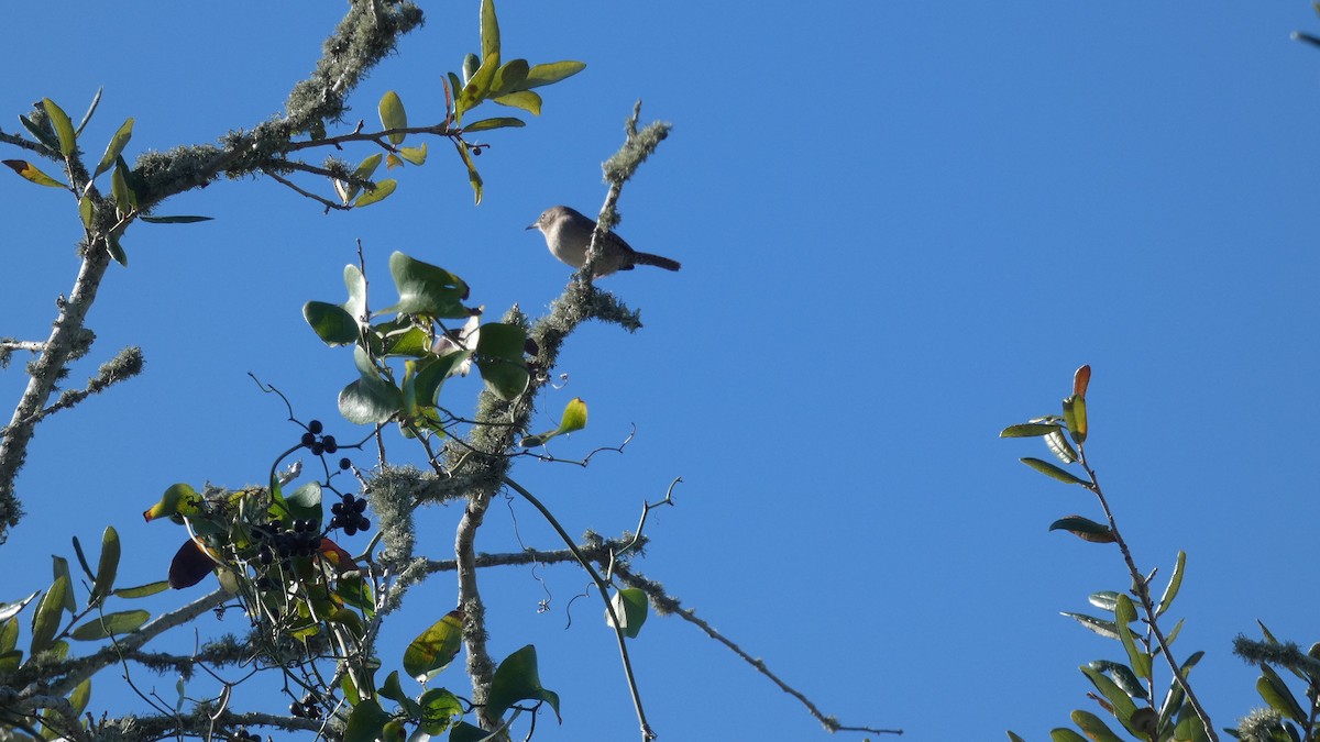 Northern House Wren - ML645730707