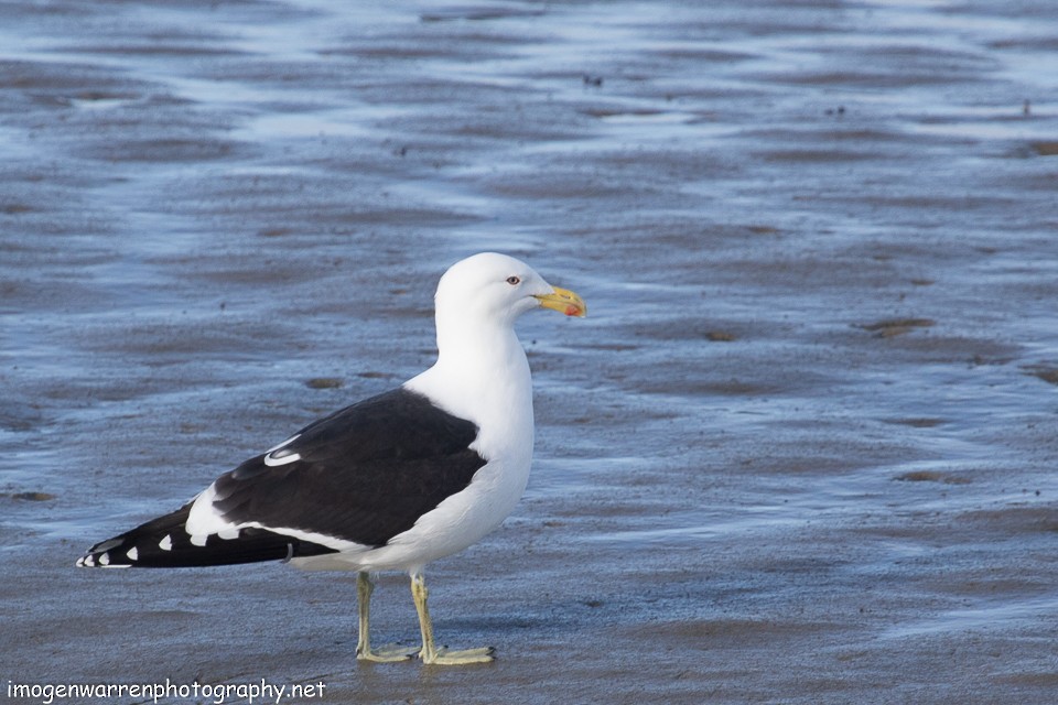 Kelp Gull - ML64573071