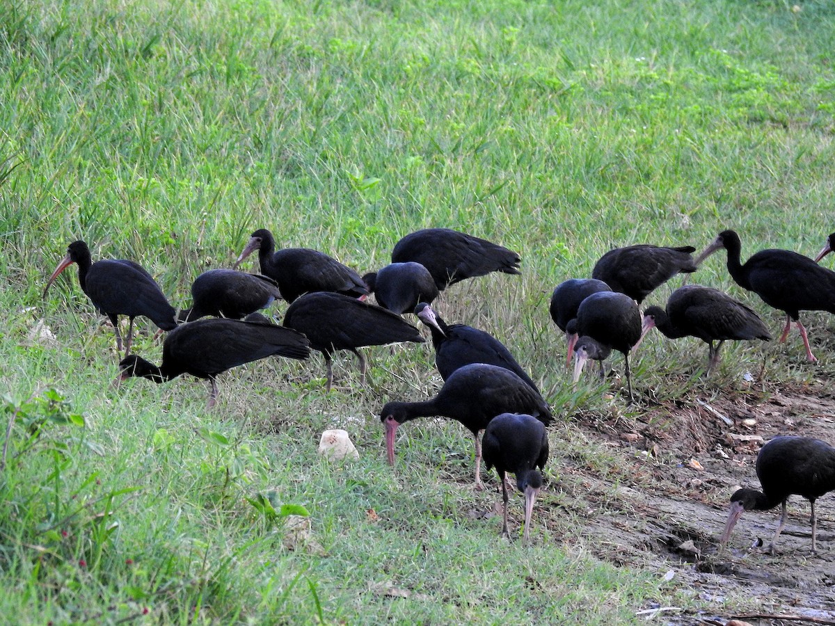 Ibis Afeitado - ML645730715