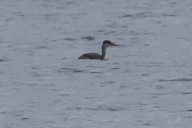 Red-necked Grebe - ML645730718