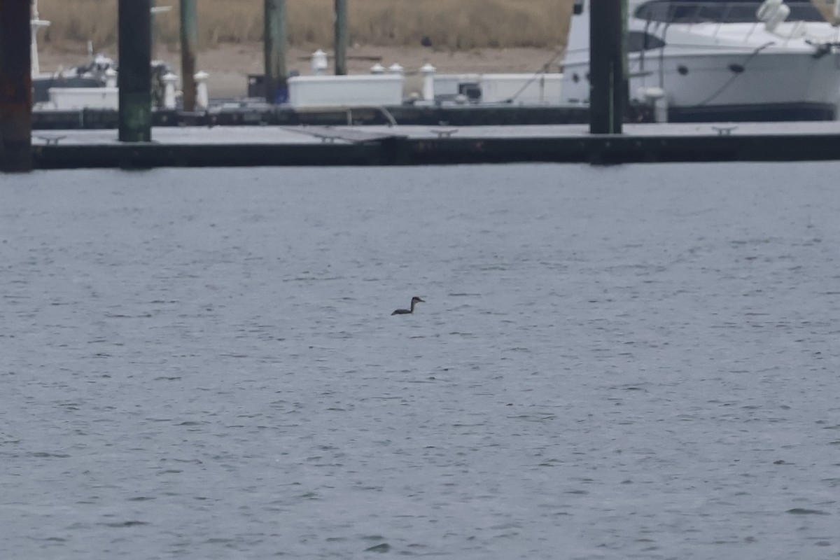 Red-necked Grebe - ML645730719