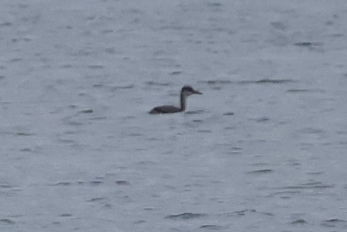 Red-necked Grebe - ML645730720