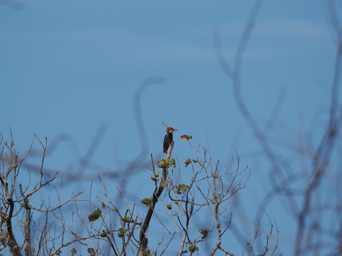 datel chocholatý - ML645730722