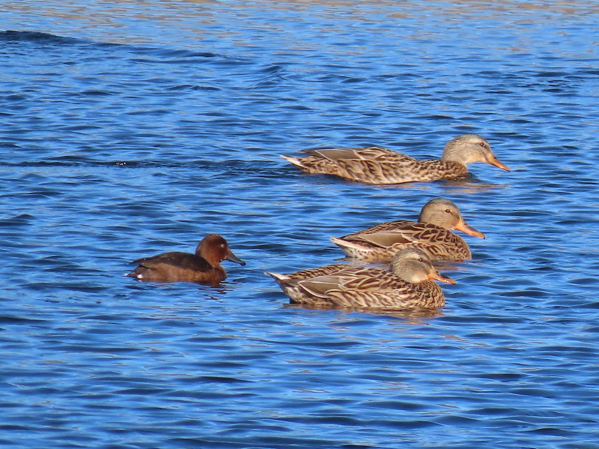 Ferruginous Duck - ML645730726