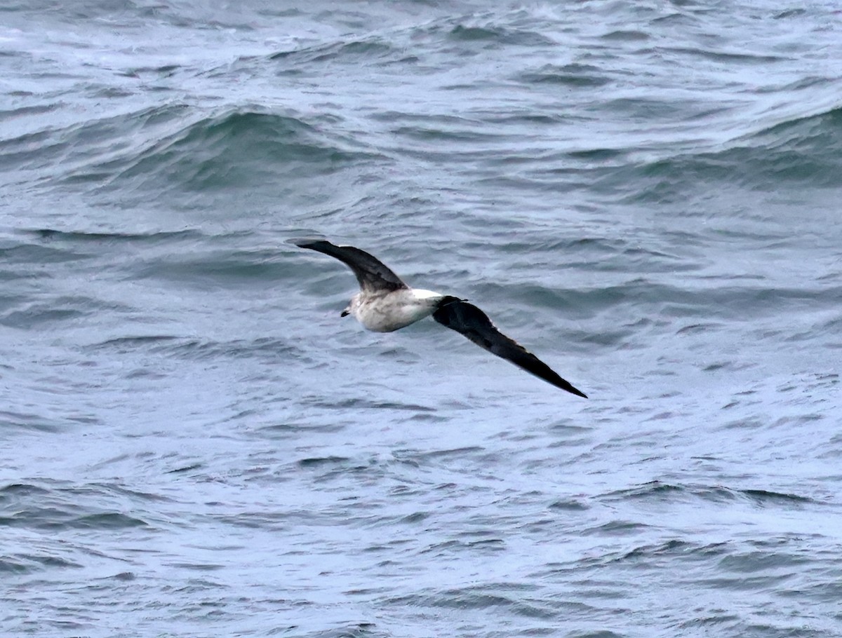 Zafferano - ML645730728