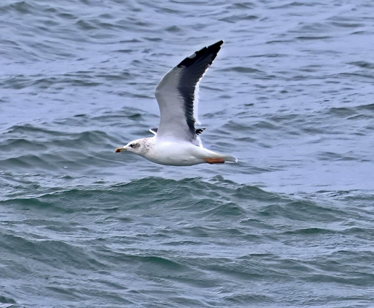 Zafferano - ML645730729