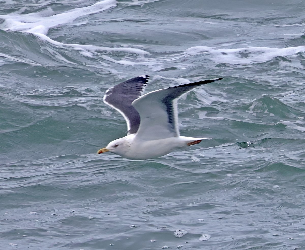 Zafferano - ML645730730