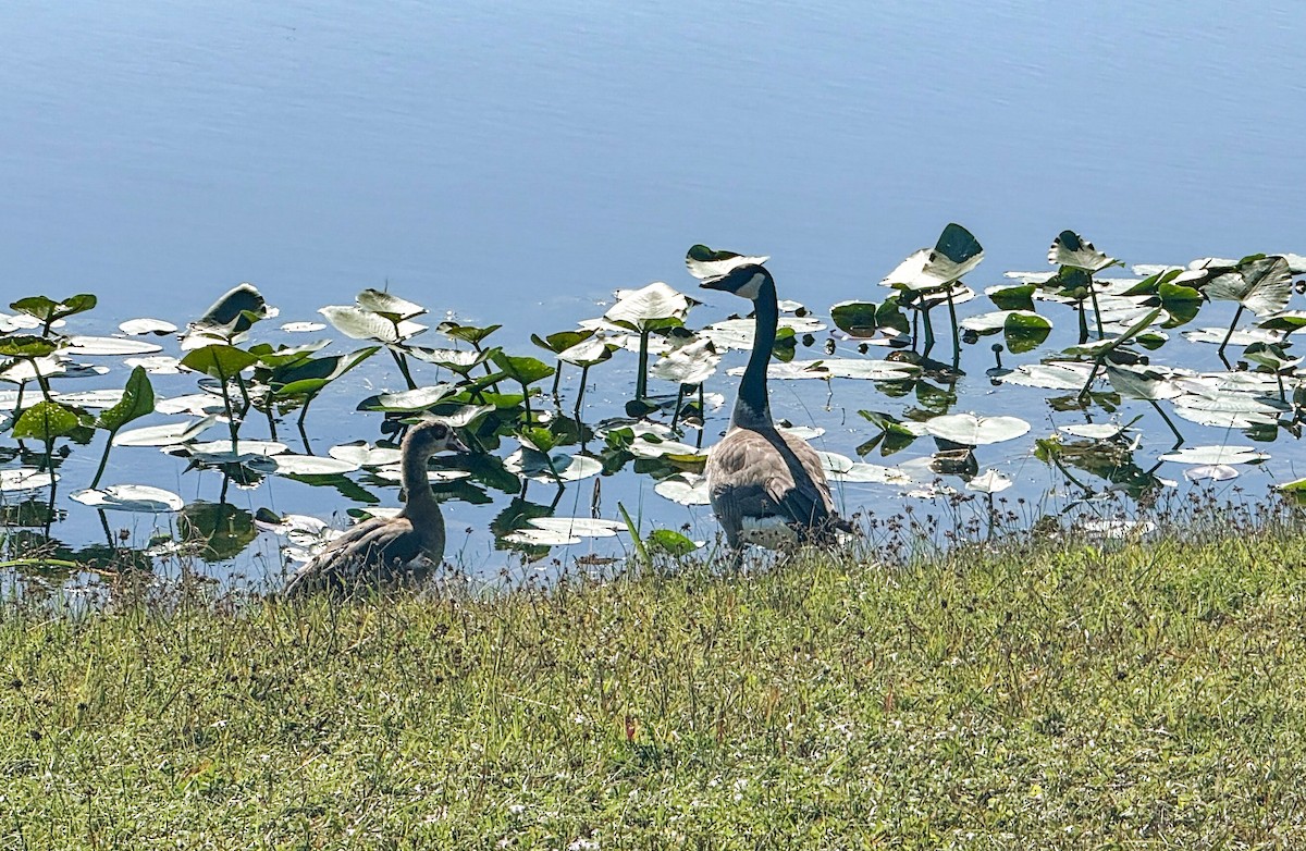 berneška velká - ML645730731