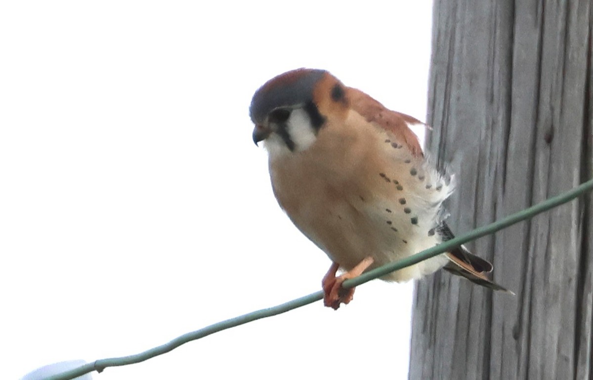American Kestrel - ML645730734