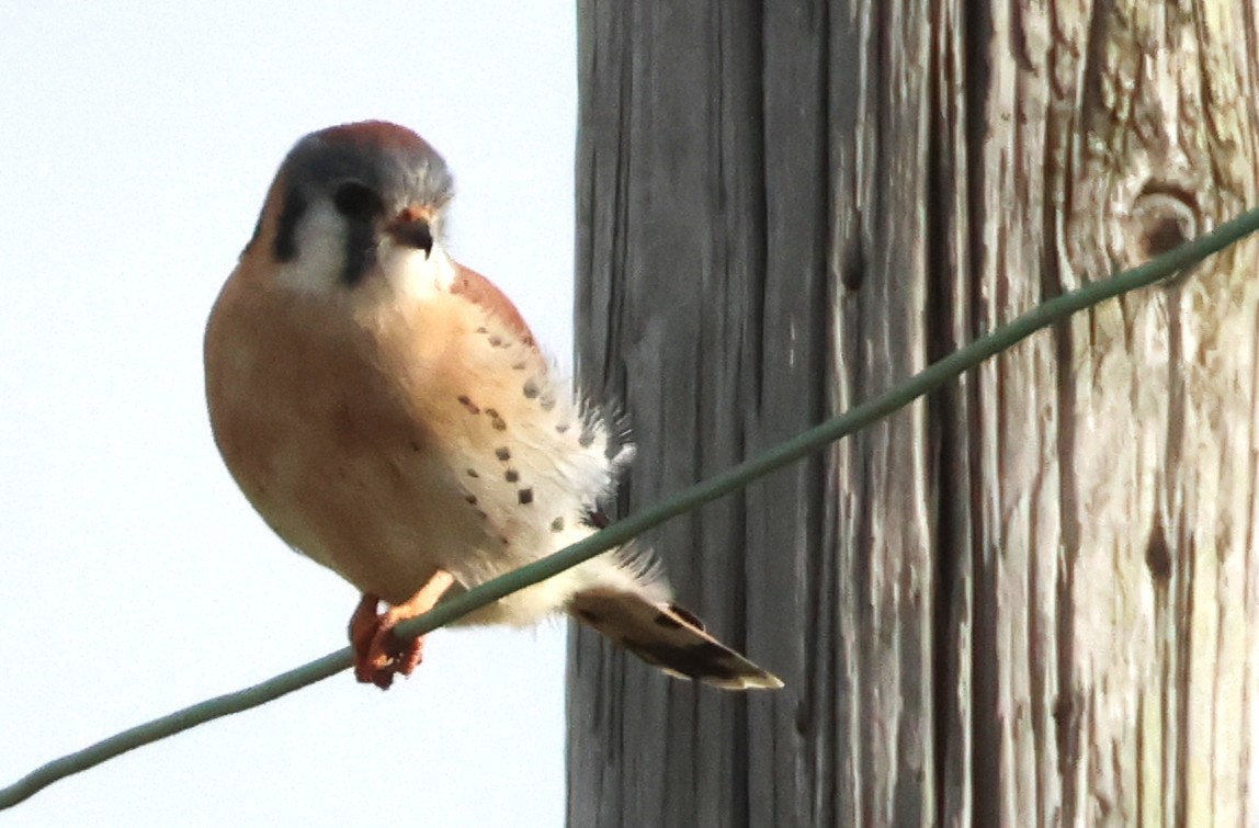 American Kestrel - ML645730735