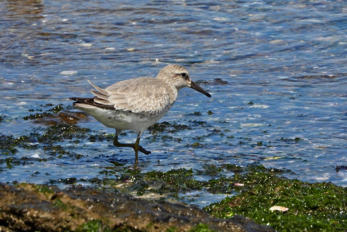 Red Knot - ML645730737