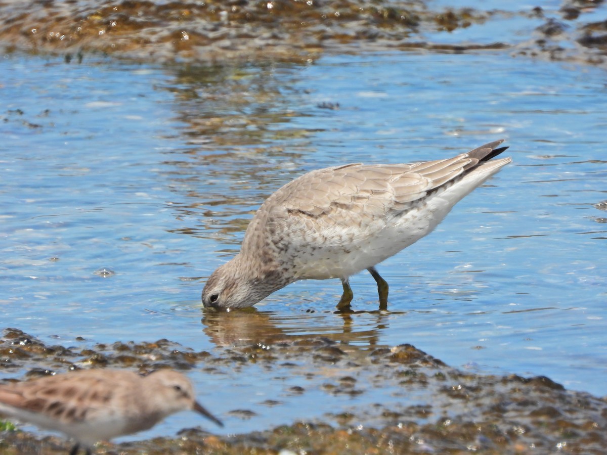 Red Knot - ML645730738
