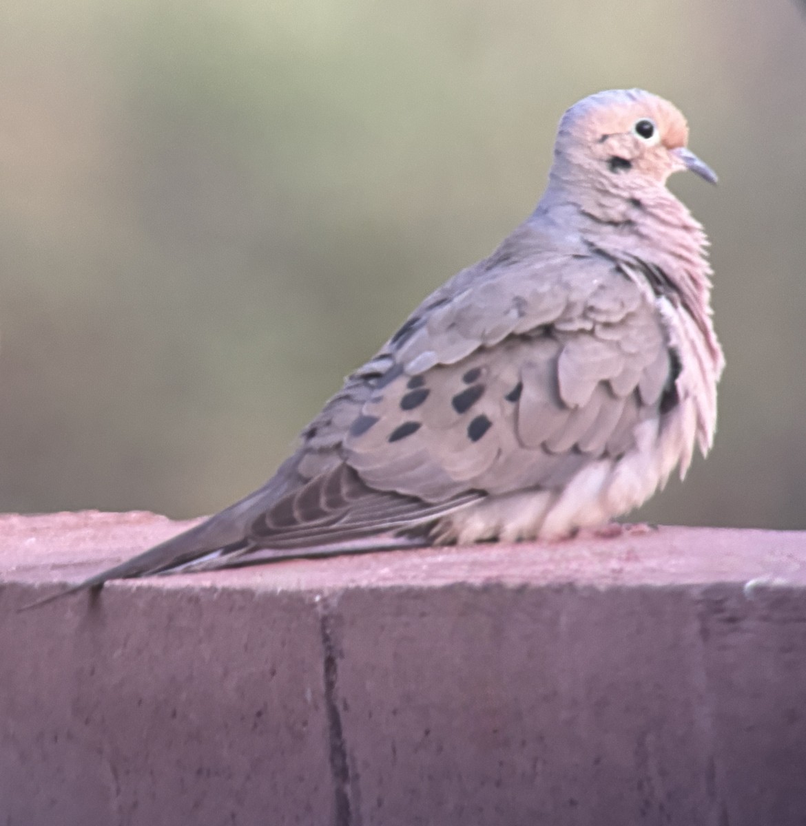 Mourning Dove - ML645730746