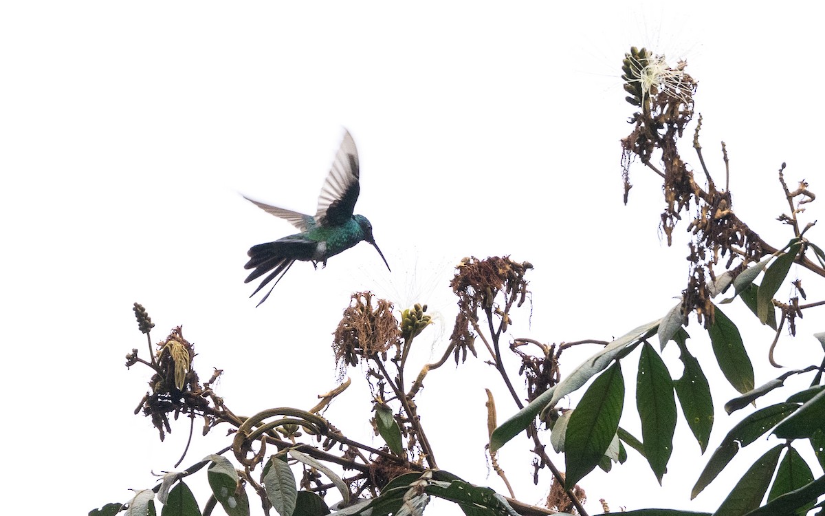 fiolørekolibri - ML645730761