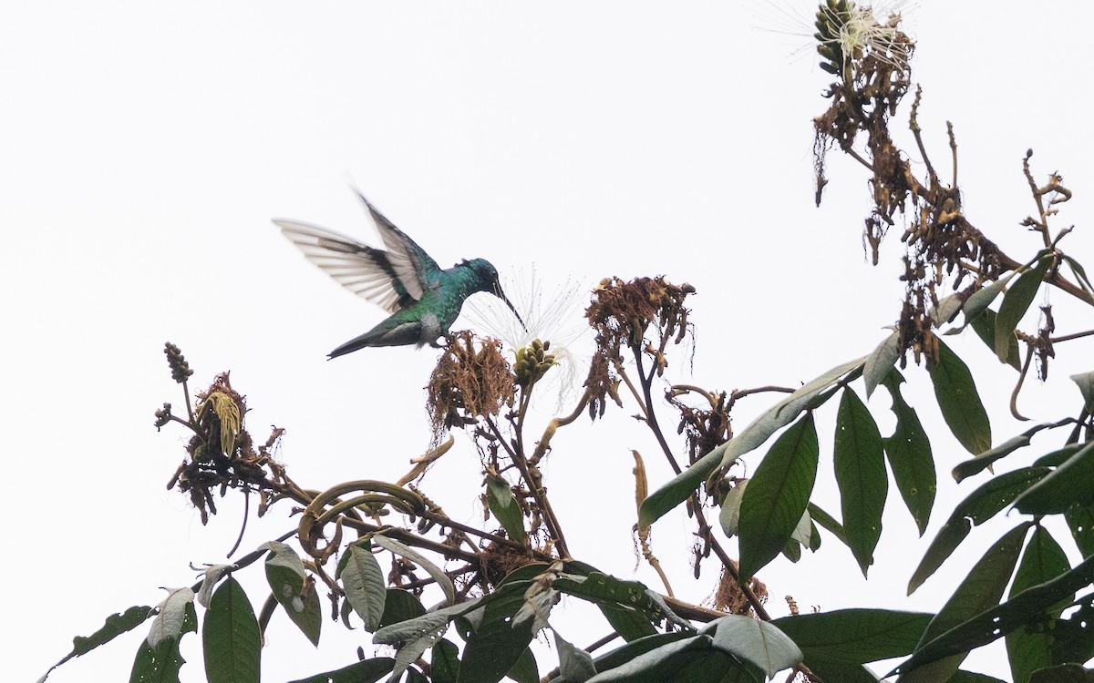 fiolørekolibri - ML645730762