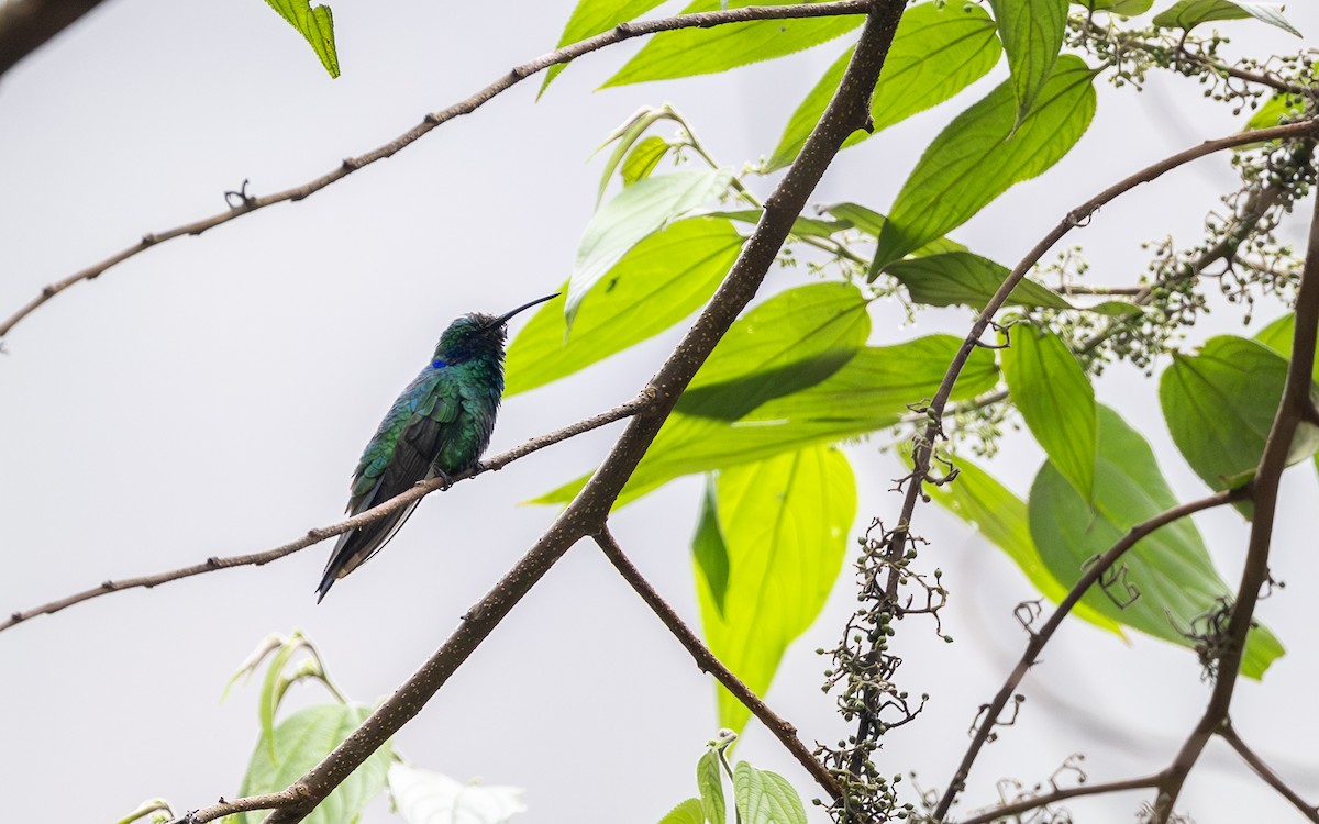 fiolørekolibri - ML645730763