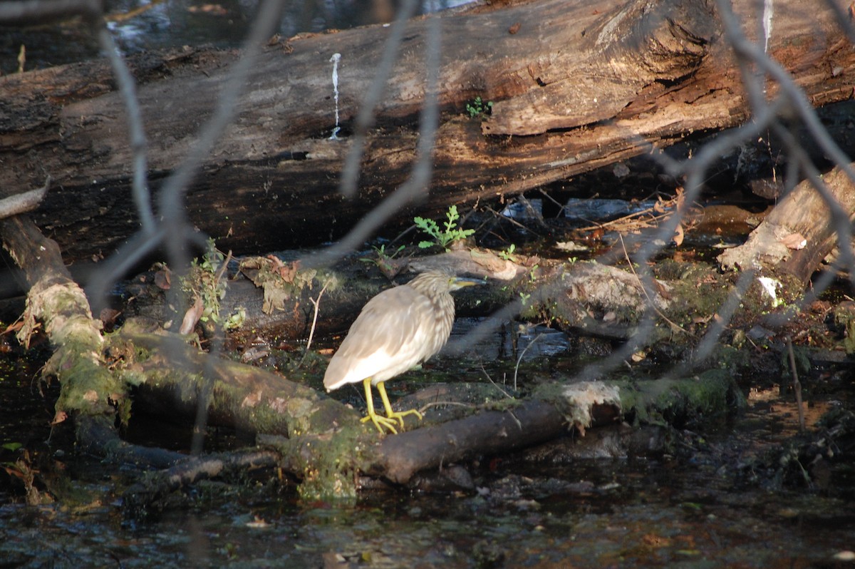 Indian Pond-Heron - ML645730770