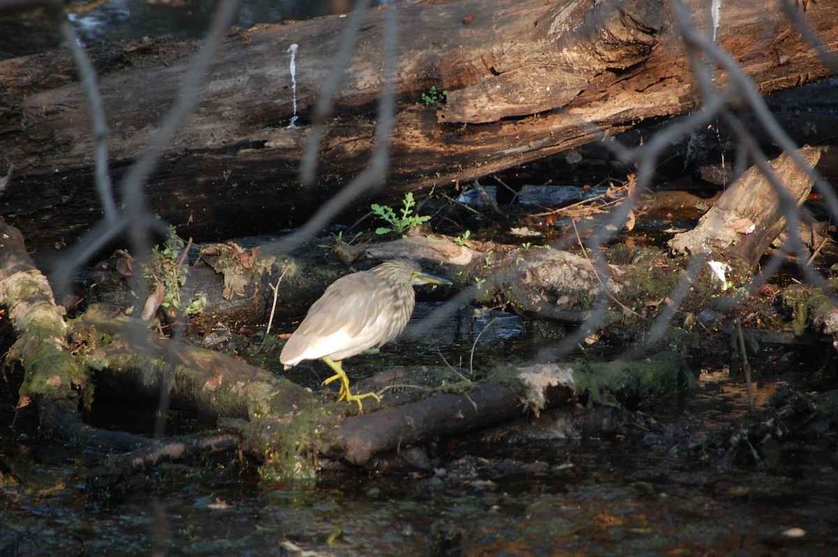 Indian Pond-Heron - ML645730771