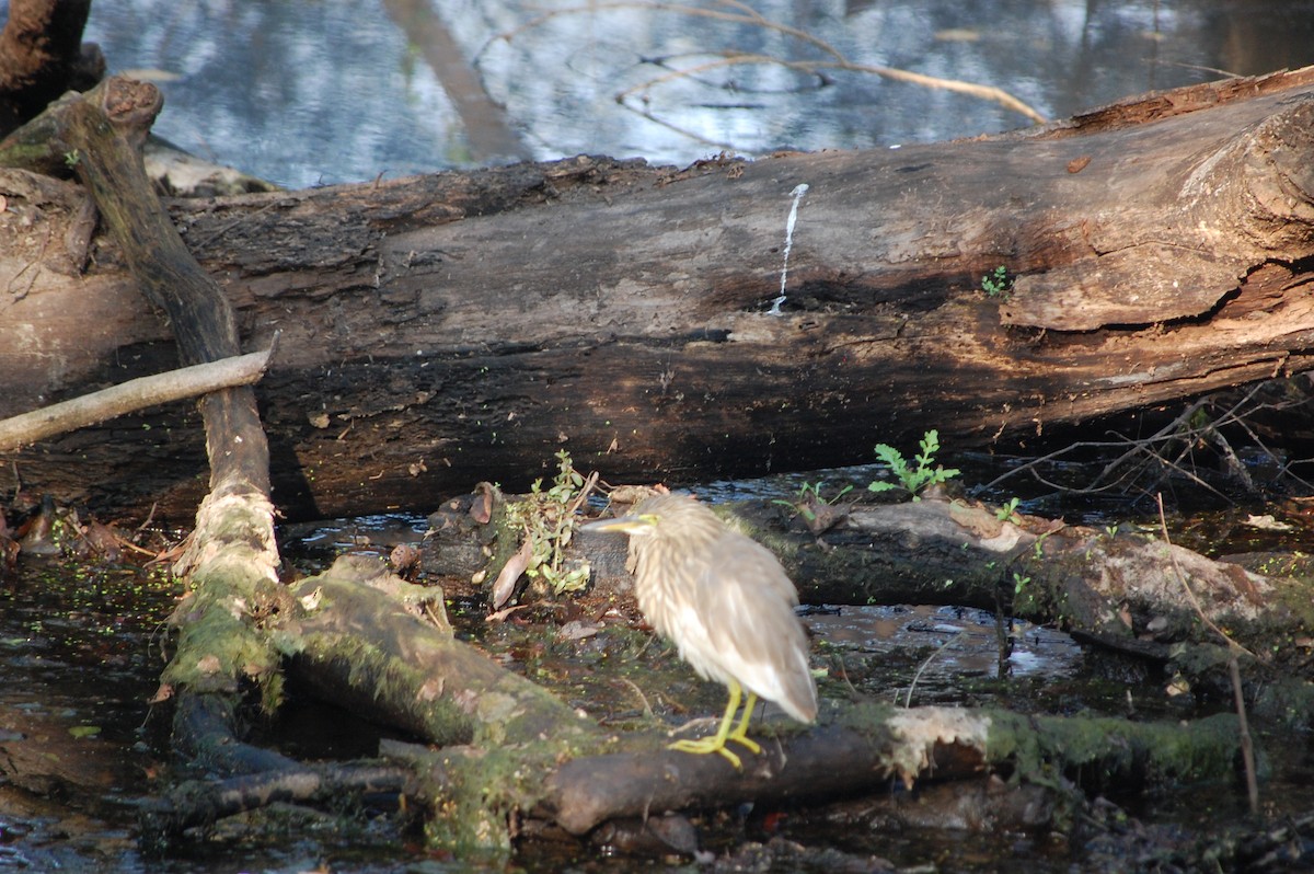 Indian Pond-Heron - ML645730772
