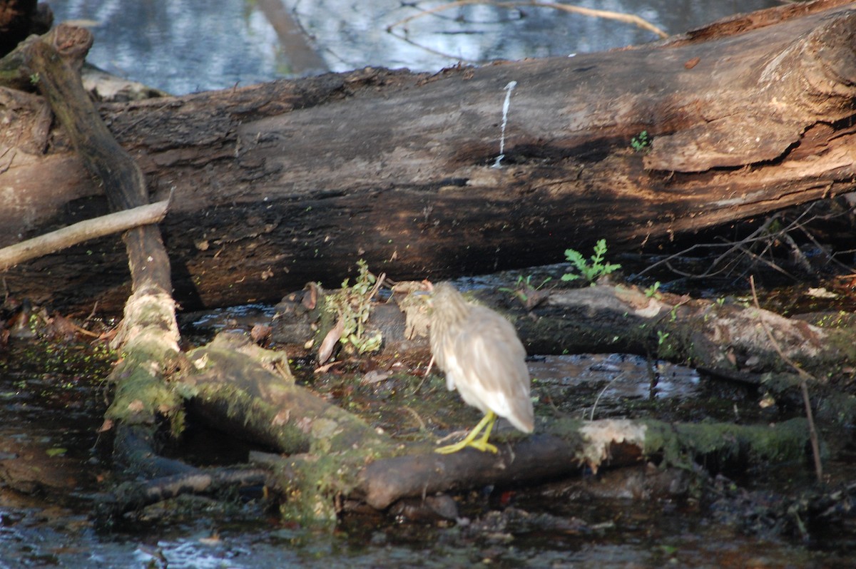 Indian Pond-Heron - ML645730773