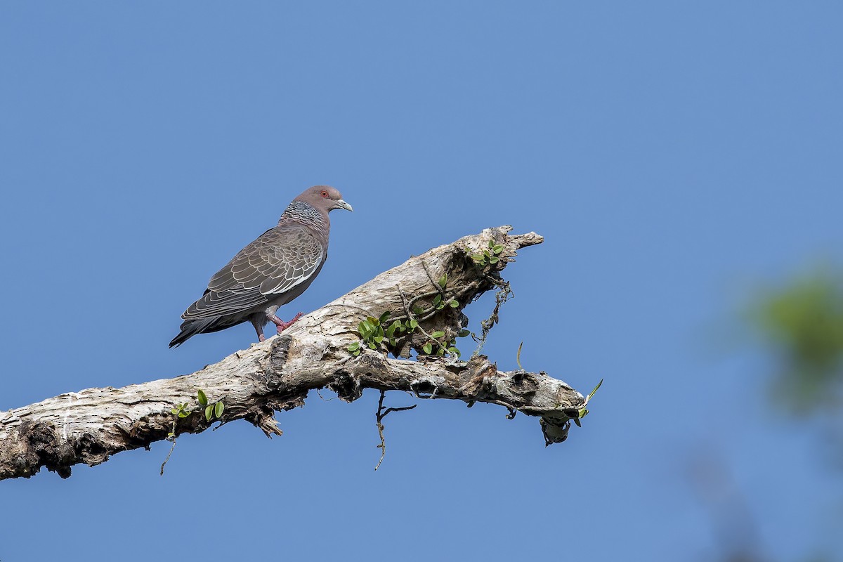 Paloma Picazuró - ML645730774