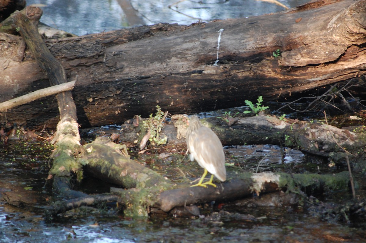 Indian Pond-Heron - ML645730775