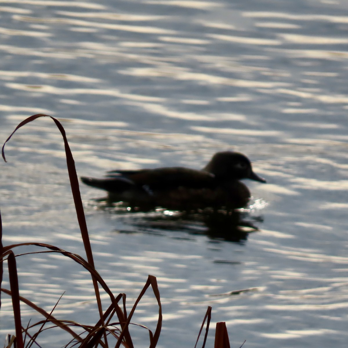 美洲鴛鴦 - ML645730776