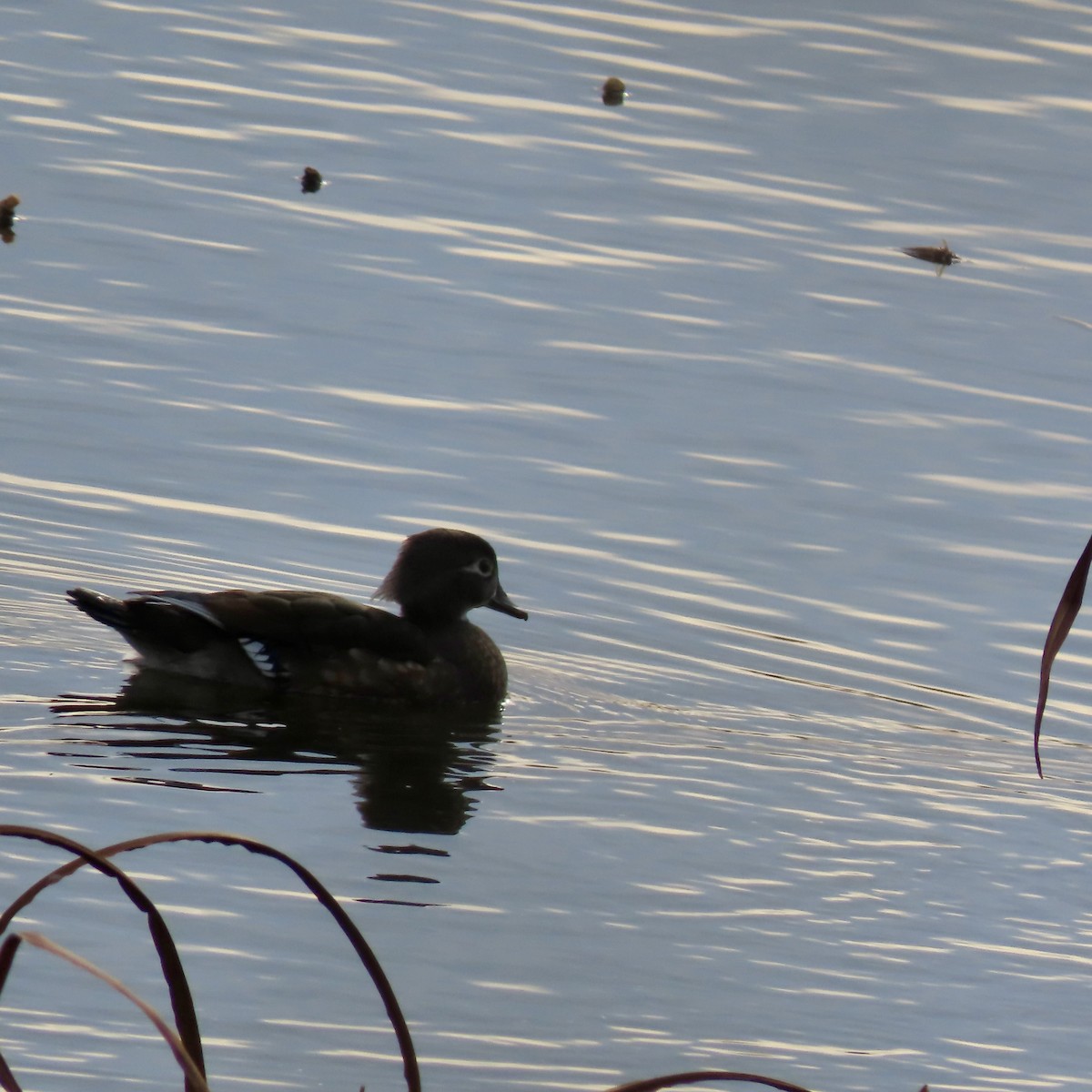 美洲鴛鴦 - ML645730777