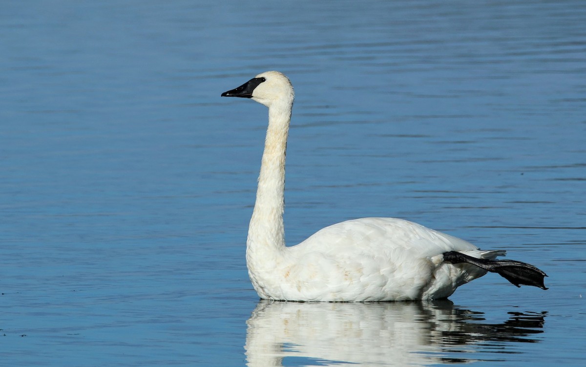 Trumpeter Swan - ML645730779