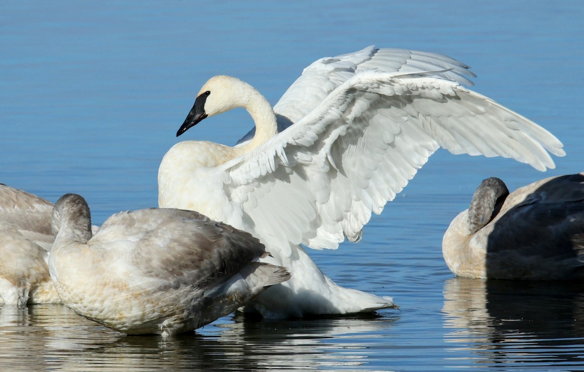 Trumpeter Swan - ML645730780