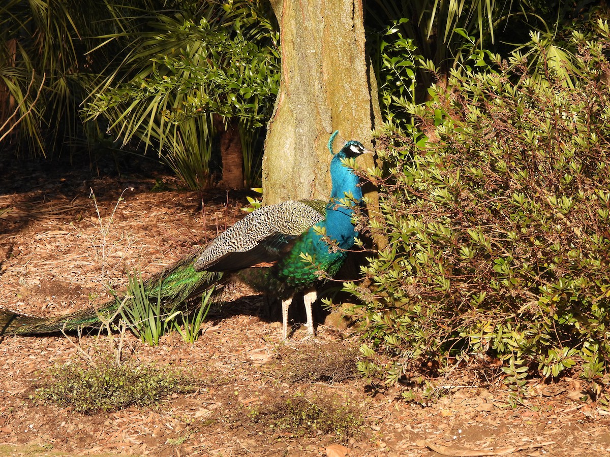 Indian Peafowl - ML645730794
