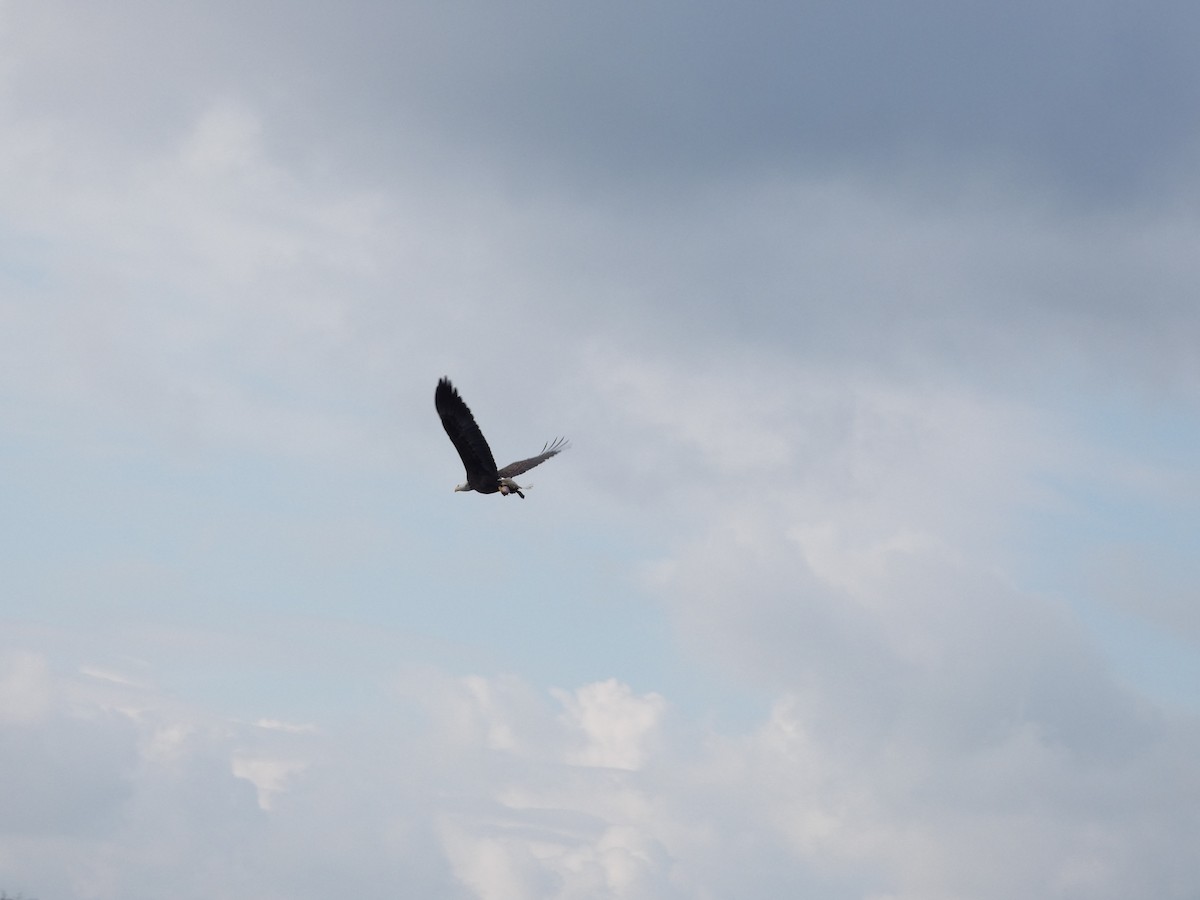 Bald Eagle - ML645730800