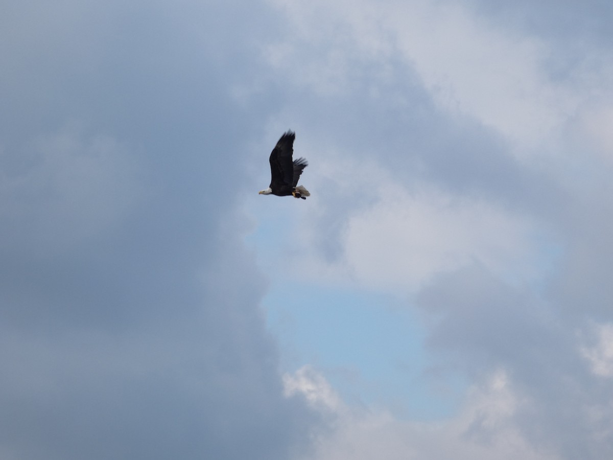 Bald Eagle - ML645730801