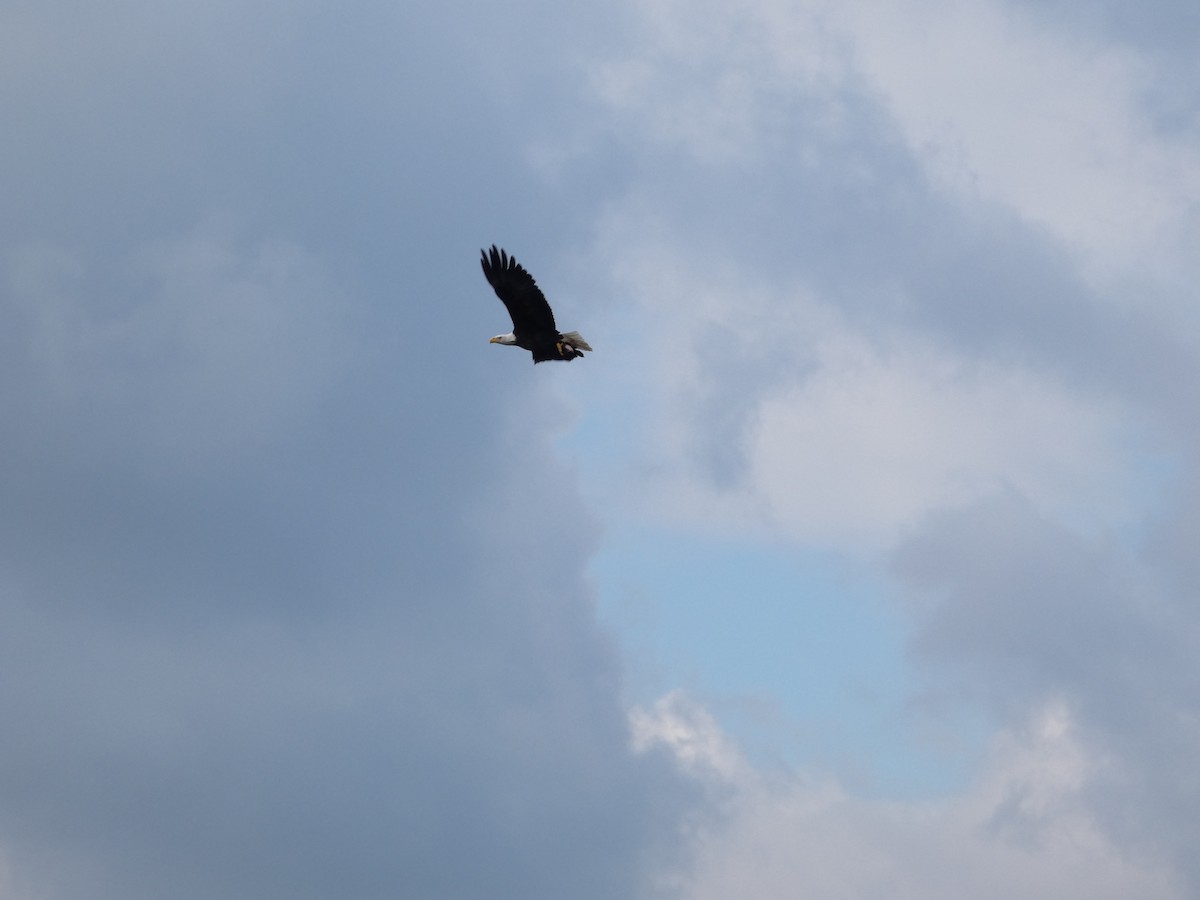 Bald Eagle - ML645730802