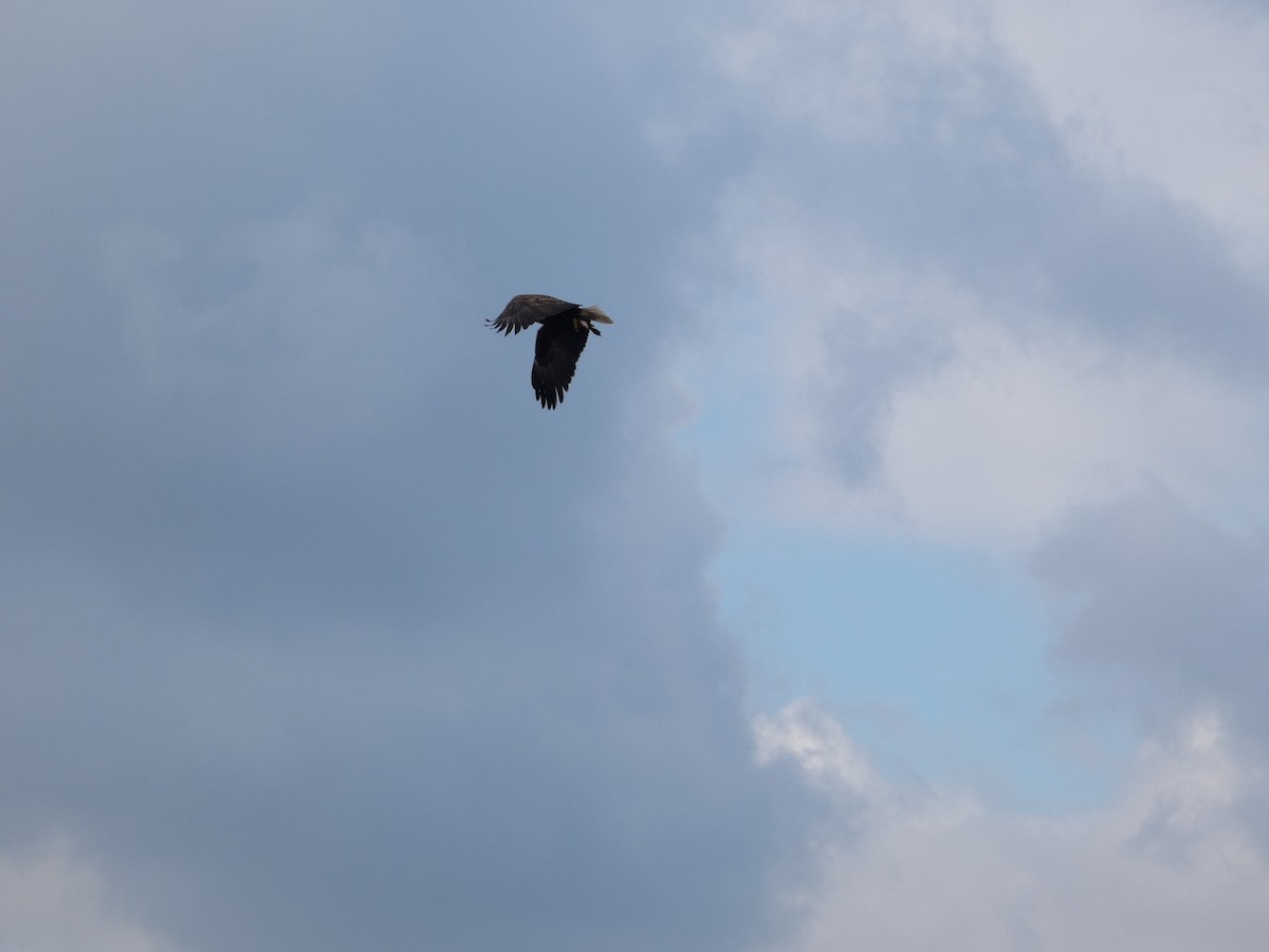 Bald Eagle - ML645730803