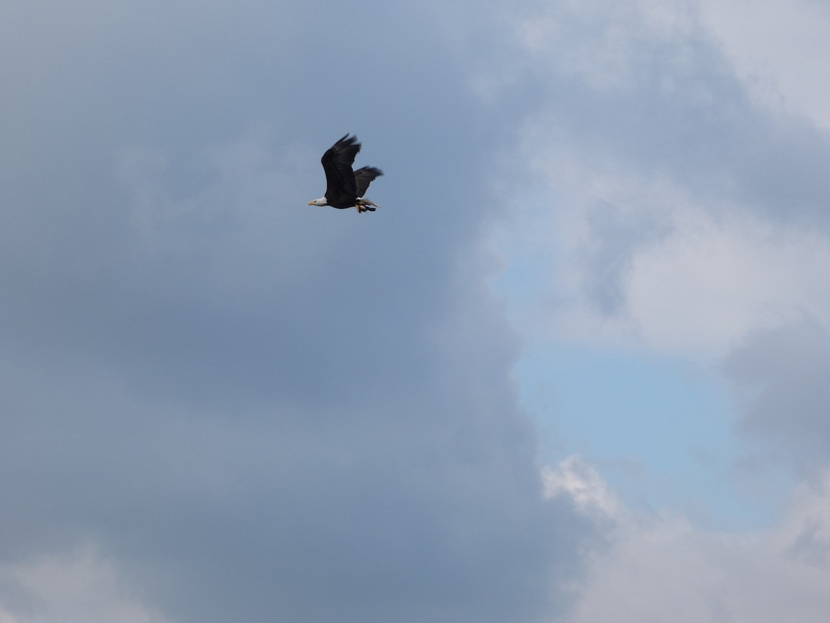 Bald Eagle - ML645730804