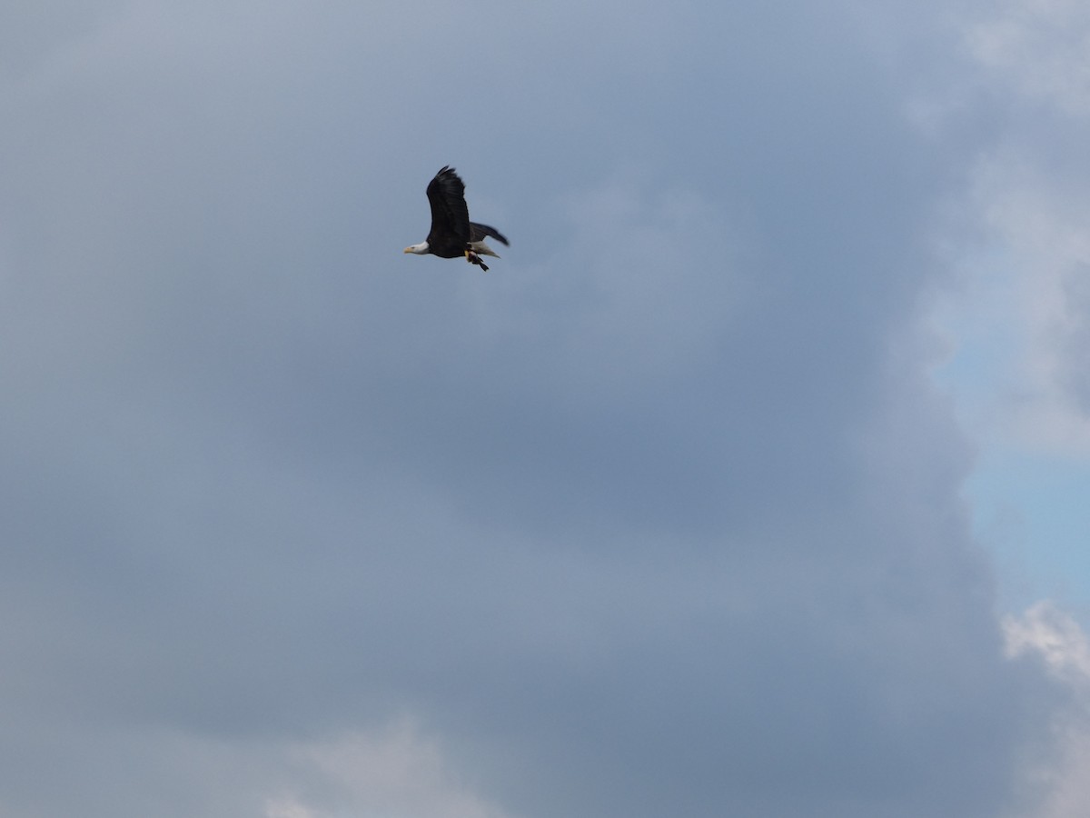 Bald Eagle - ML645730805