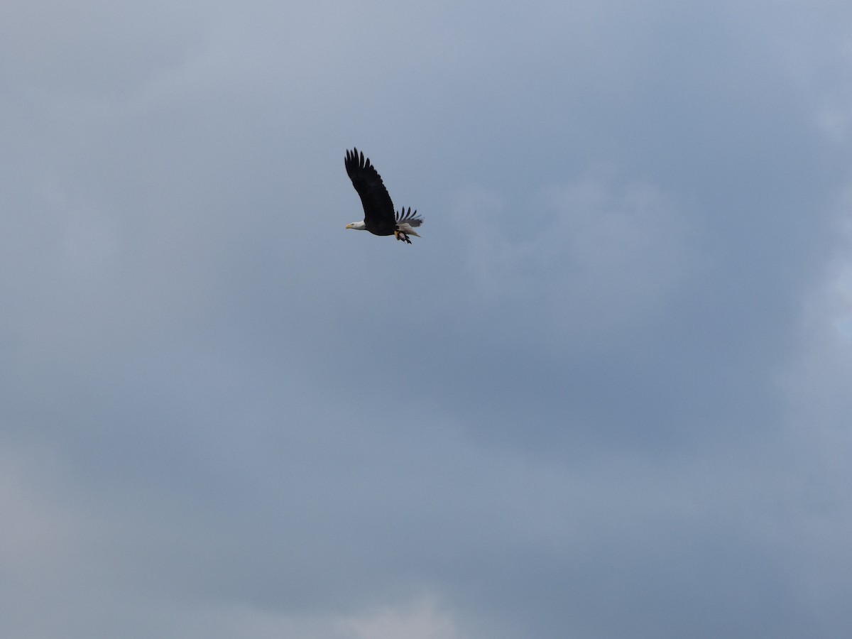 Bald Eagle - ML645730806