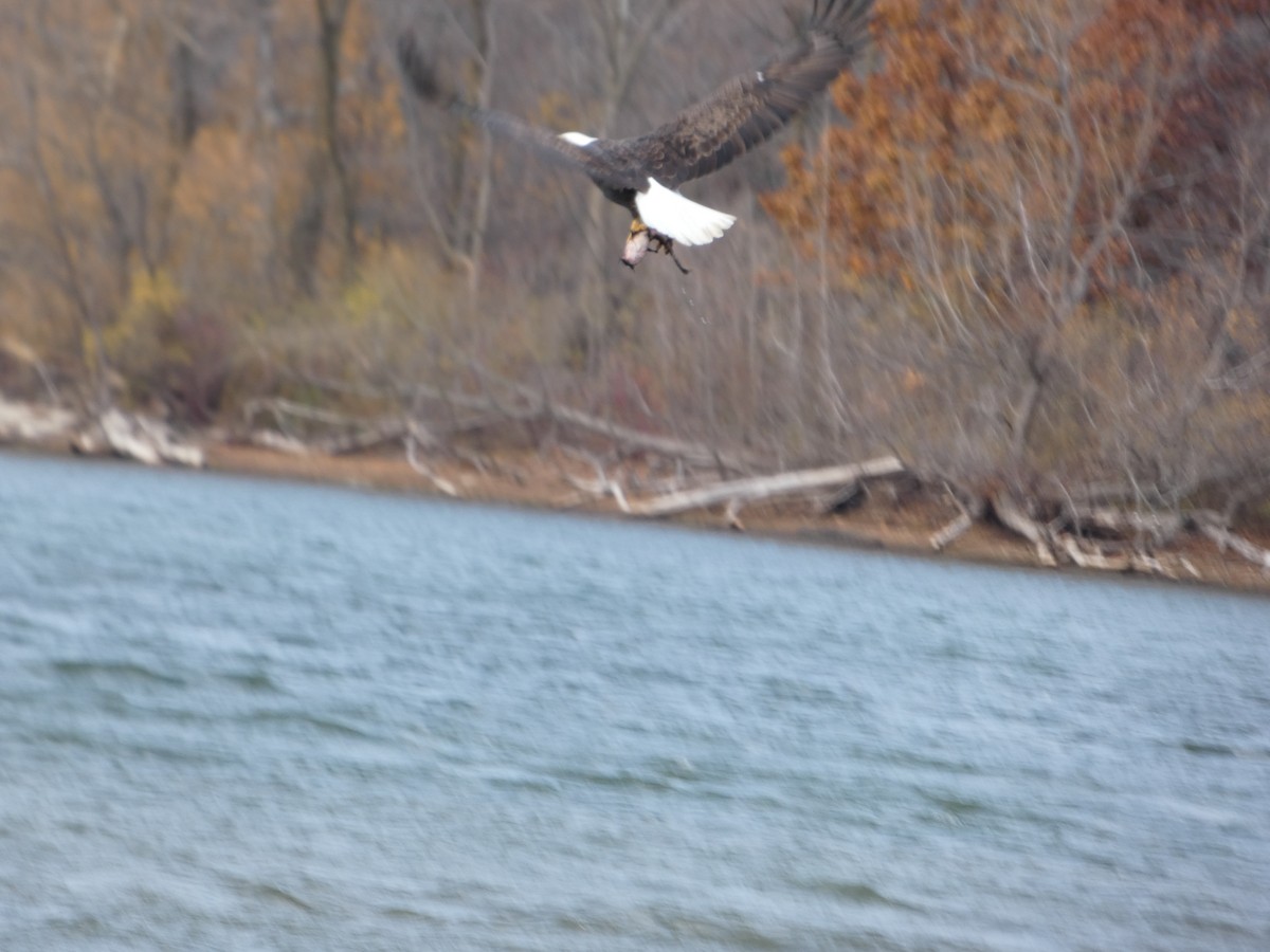 Bald Eagle - ML645730807