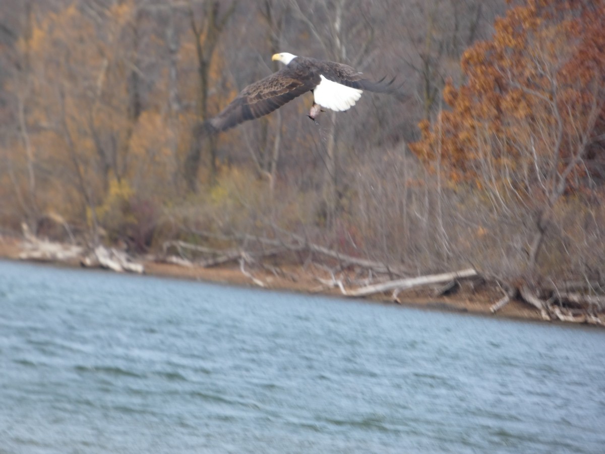 Bald Eagle - ML645730810