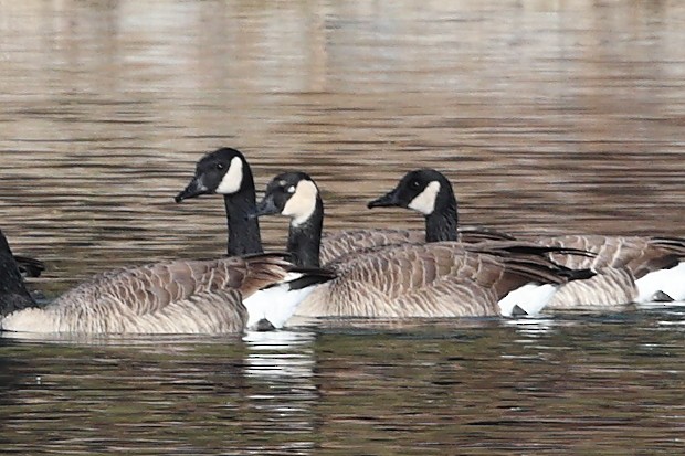 kanadagås - ML645730818